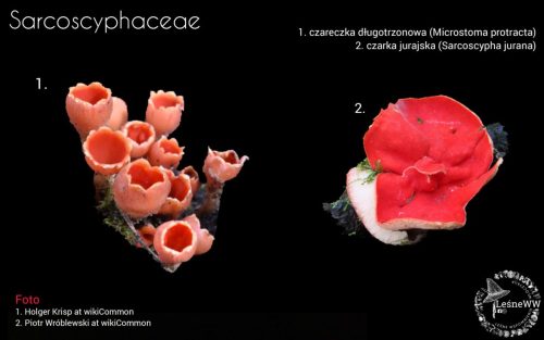 grzyby chronione w polsce sarcoscyphaceae