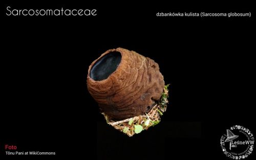 grzyby chronione w polsce sarcosomataceae