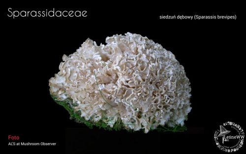 grzyby chronione w polsce sparassidaceae