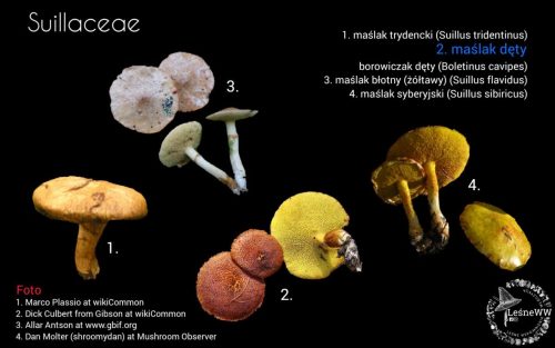 grzyby chronione w polsce suillaceae