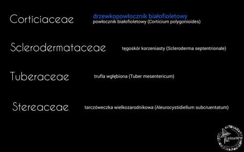 grzyby chronione w polsce