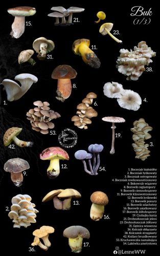 grzyby jadalne, a drzewa buk 1 3