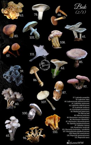 grzyby jadalne, a drzewa buk 2 3