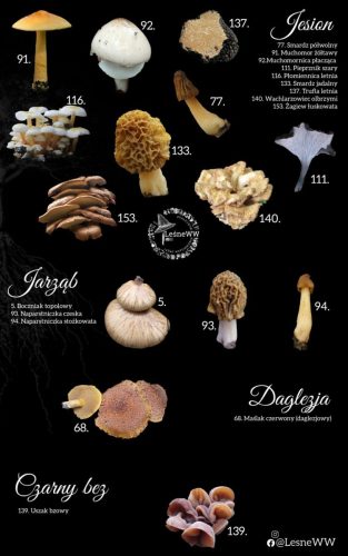 grzyby jadalne, a drzewa jesion, jarząb, daglezja, czarny bez