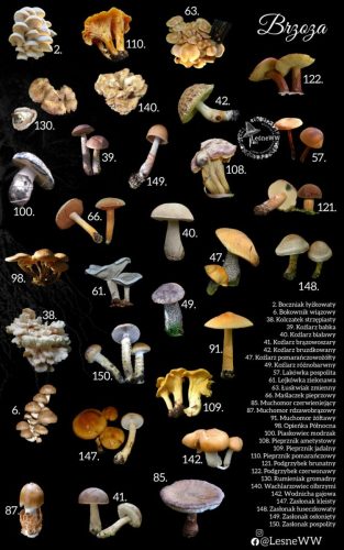 grzyby jadalne, a drzewa brzoza