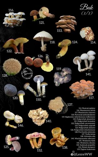 grzyby jadalne, a drzewa buk 3 3