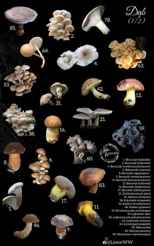 grzyby jadalne, a drzewa dąb 1 2