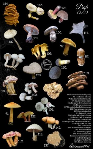 grzyby jadalne, a drzewa dąb 2 2