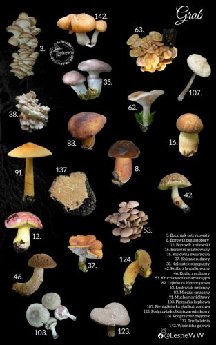 grzyby jadalne, a drzewa grab