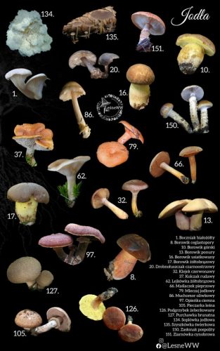 grzyby jadalne, a drzewa jodła