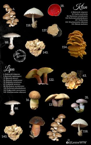 grzyby jadalne, a drzewa klon, lipa