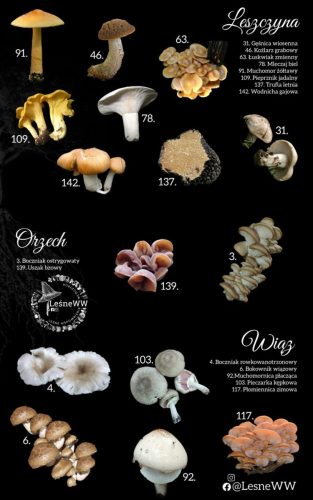grzyby jadalne, a drzewa leszczyna, orzech, wiąz