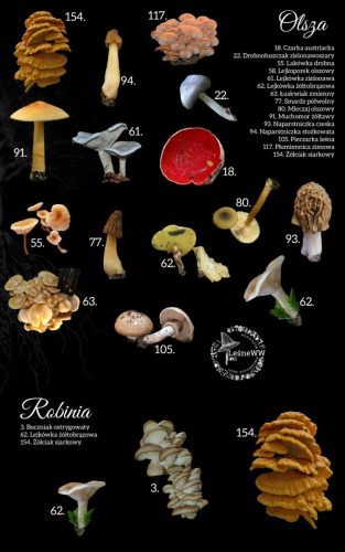 grzyby jadalne, a drzewa olsza, robinia