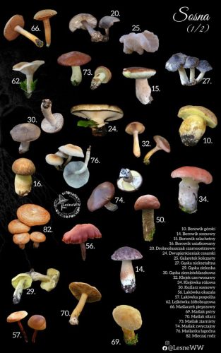 grzyby jadalne, a drzewa sosna 1 2