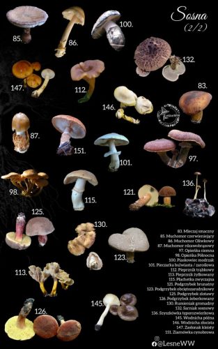 grzyby jadalne, a drzewa sosna 2 2