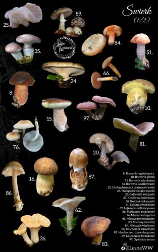 grzyby jadalne, a drzewa świerk 1 2