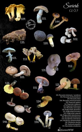 grzyby jadalne, a drzewa świerk 2 2