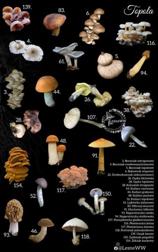 grzyby jadalne, a drzewa topola
