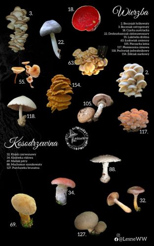 grzyby jadalne, a drzewa wierzba, kosodrzewina