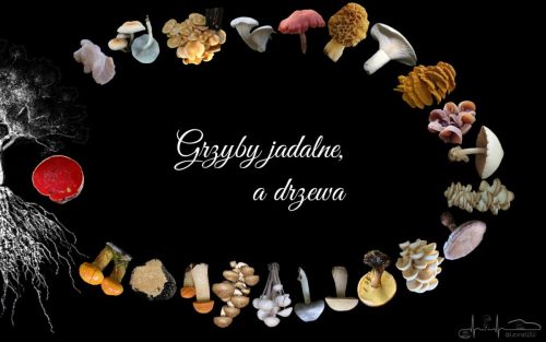 grzyby jadalne, a drzewa