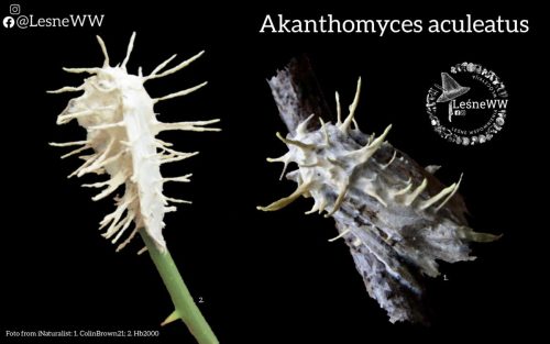grzyby, które niosą śmierć akanthomyces aculeatus