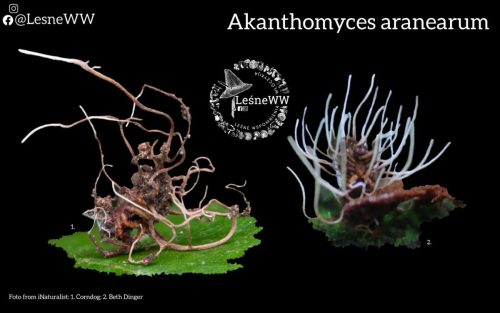 grzyby, które niosą śmierć akanthomyces aranearum