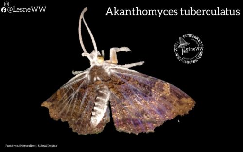 grzyby, które niosą śmierć akanthomyces tuberculatus