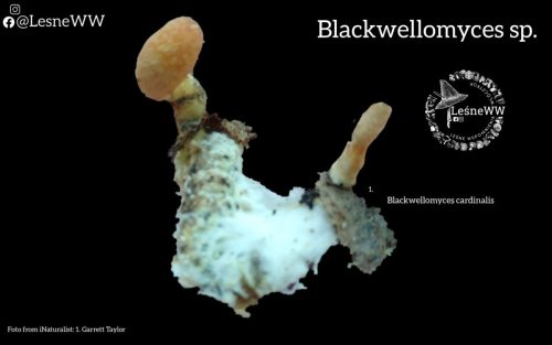 grzyby, które niosą śmierć blackwellomyces sp.