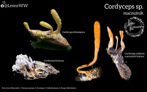 grzyby, które niosą śmierć cordyceps sp.