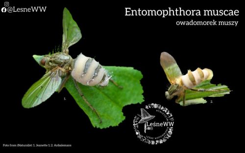 grzyby, które niosą śmierć entomophthora muscae