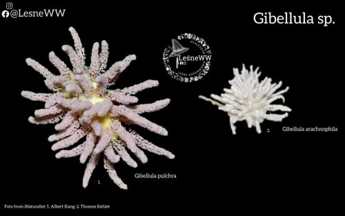 grzyby, które niosą śmierć gibellula sp.