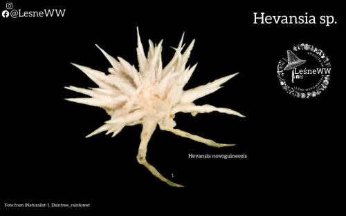 grzyby, które niosą śmierć hevansia sp.
