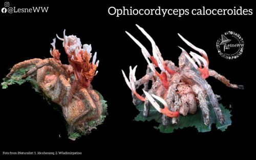 grzyby, które niosą śmierć ophiocordyceps caloceroides