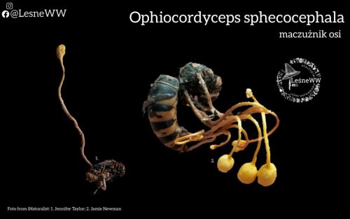 grzyby, które niosą śmierć ophiocordyceps sphecocephala