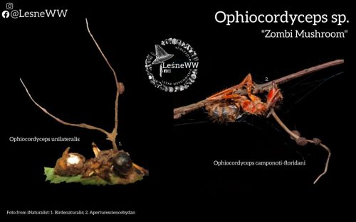 grzyby, które niosą śmierć ophiocordycypes sp.
