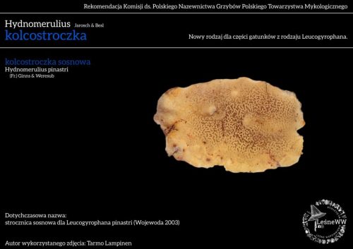 hydnomerulius