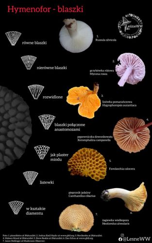 hymenofor blaszki