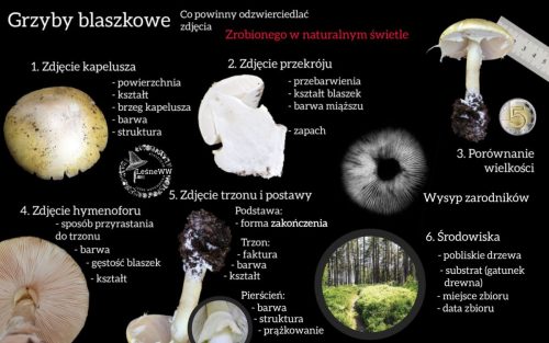 jak przygotować zdjęcia do identyfikacji grzyby blaszkowe