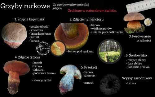 jak przygotować zdjęcia do identyfikacji grzyby rurkowe