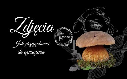jak przygotować zdjęcia do identyfikacji
