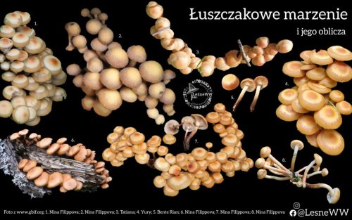 Jak rośnie łuszczak zmienny