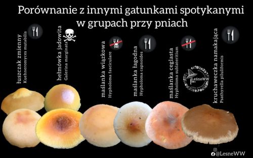 kapelusze gatunków rosnących w skupieniu na pniach