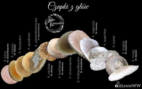 kapelusze muchomorów z sekcji vaginatea