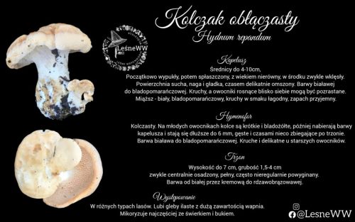 kolczak obłączasty