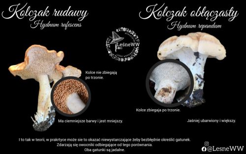 kolczak rudawy, a obłączasty