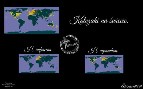 kolczaki na świecie