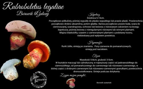 krwistoborowik lubczykowy