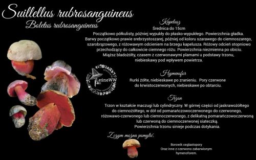 krwistoborowik świerkowo jodłowy