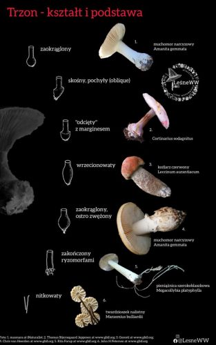 kształt i podstawa trzonu 2