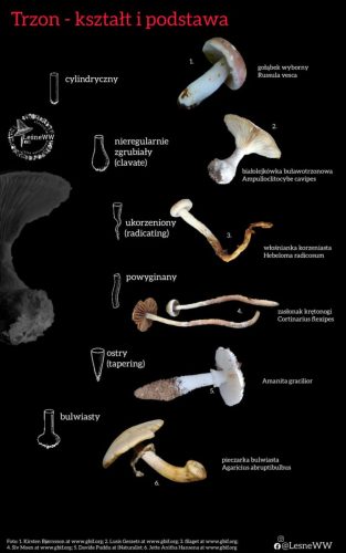 kształt i podstawa trzonu